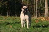 MASTIFF 187